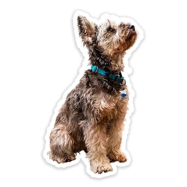 Miniature Schnauzer Sticker